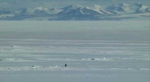 penguin The Herzog Penguin