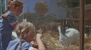 Celia's experience of rabbits