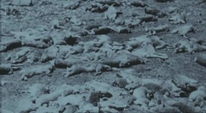 Image of the Rabbit Plague