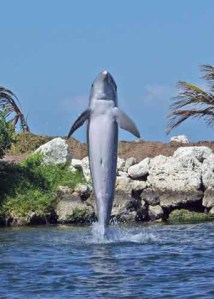 dolphin